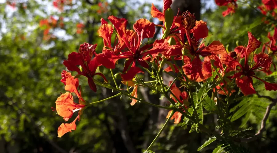 Hibiscus Flower in Global Markets Why Food and Beverage Companies Prefer Nigerian Supply